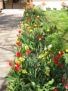 Les tulipes