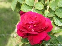 Les rosiers en M. Mme Melle et Miss