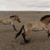 En quelques siècles seulement, les humains ont changé les chevaux