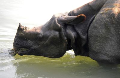 Chitwan, oiseaux, crocos et rhino
