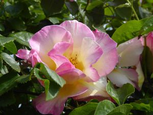 Le jardin des roses oubliées