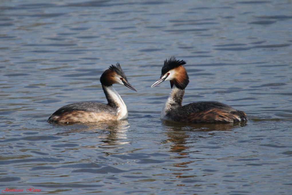 Album - Oiseaux-des-marais