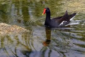 Voici les photos de tout les espèces d'oiseaux de la Guadeloupe.
Nombre d'espèces : 198
Nombre d'endémiques : 1
Nombre d'espèces globalement menacées : 2
Nombre d'espèces introduites : 8