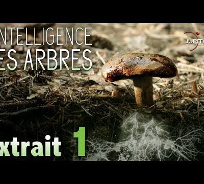 L'intelligence des Arbres prochainement en DVD, VOD et au cinéma