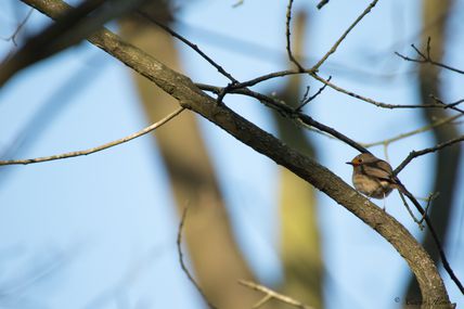 Rougegorge (Erithacus rubecula)