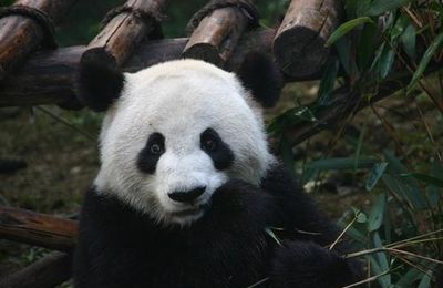 22- Pandi Panda, petit ourson de Chine...