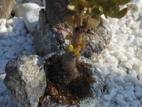 crassula pachira alocasia façon bonsai, roches et bois flottés