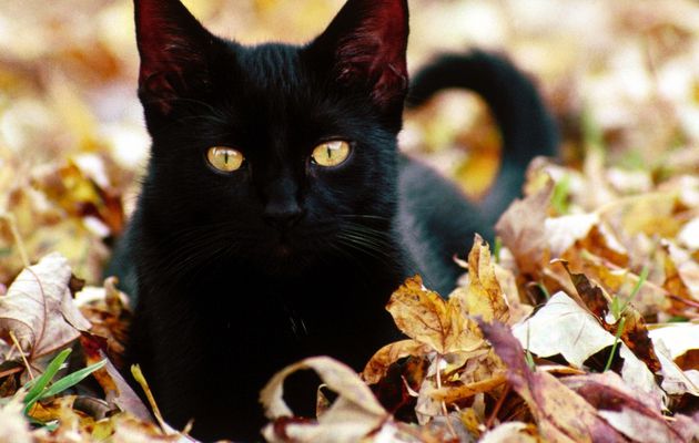 Journée internationale du chat noir