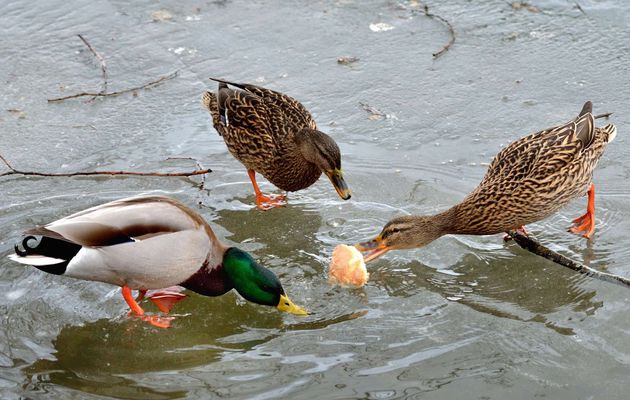 Peut on donner du pain aux oiseaux