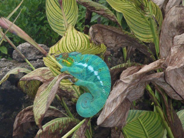 Album - Magnifiques-arbres-et-fleurs-de-Madagascar-ainsi-que-cameleons