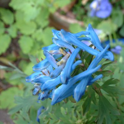 162 - Les Corydalis bleus