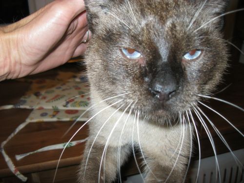 Terrible Ce Coryza Felin Association Les Chats De Rangueil