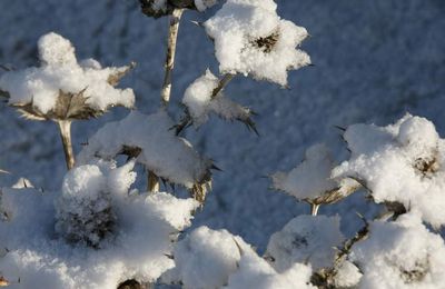 Les Z’otres Z’infos – Vous souhaitent de très heureuses fêtes !