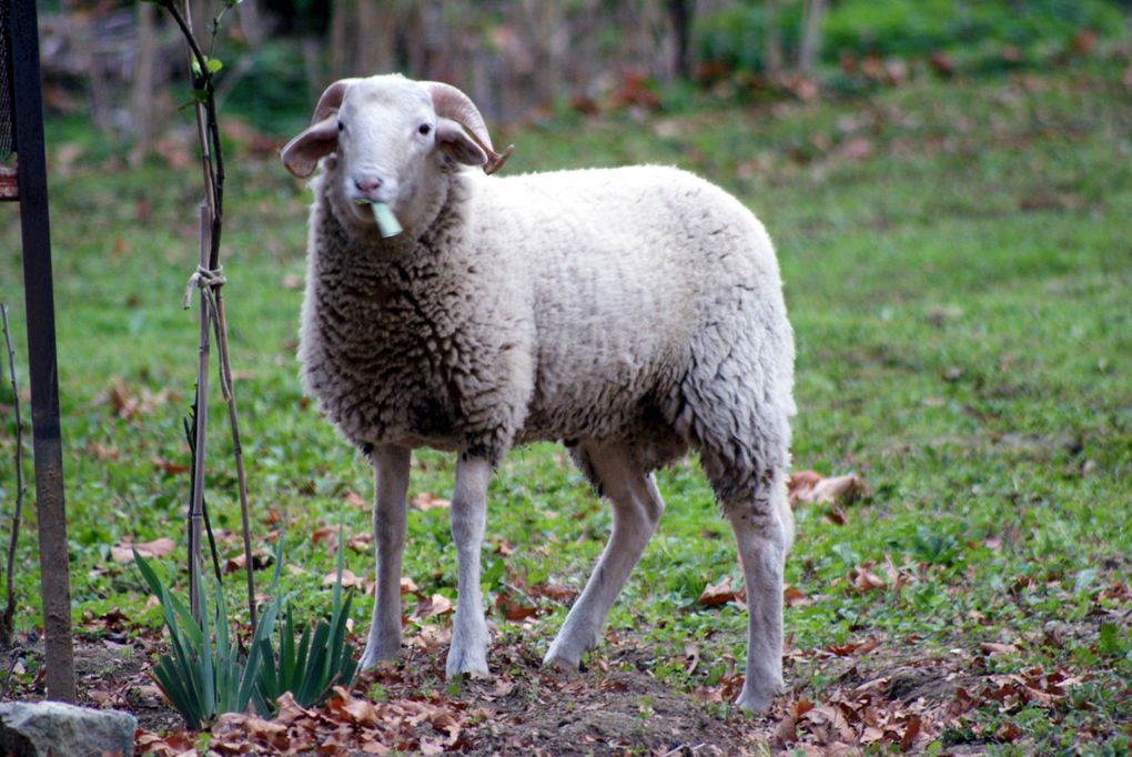 Photos d'animaux rencontrés au cours de mes balades mais aussi ceux qui fréquentent mon jardin.