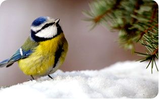 Aider les oiseaux en hiver