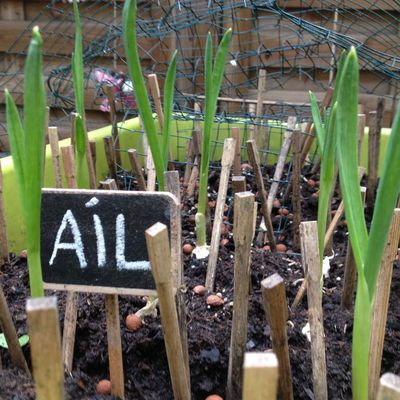 L'ail doit voir partir le jardinier...