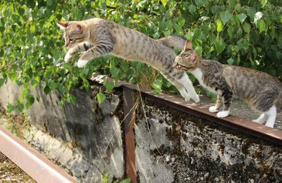 Les chats sautent !!!