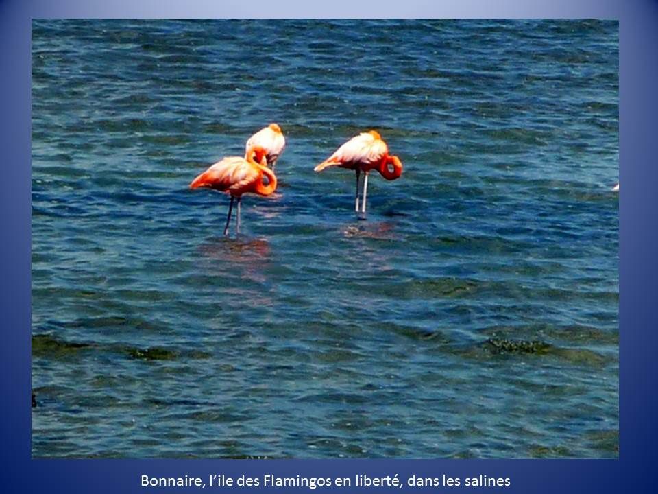 Cahier de bord : à Bonaire, les flamingos sont à la Oktoberfest !