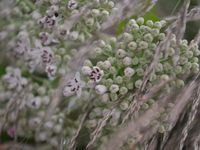 Bouquet sauvage fait maison....