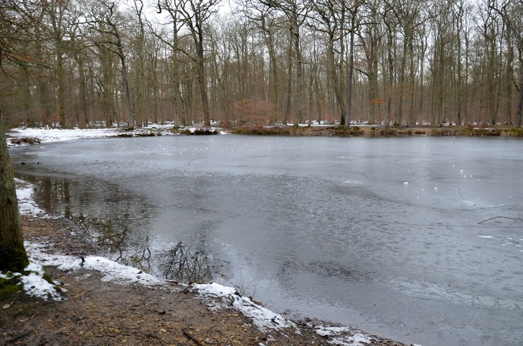 Retour par la Forêt, la Maison Forestière de la Grille Dauphine, le C hateau du Val et la Mare aux canes. Et j'allais oublier un randonneur en plus !