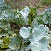 Crambe maritima