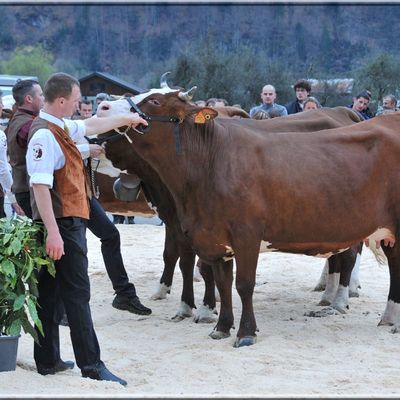 Jolies bêtes à concours