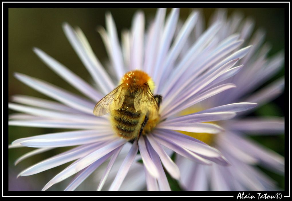 Album - Le-printemps