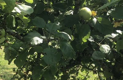 Dans mon jardin 