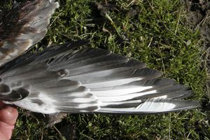 Charadriiformes Laridae laridés 1