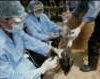 Vietnam: accéleration de la vaccination des volailles contre la  grippe aviaire