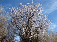 fleurs d'hiver