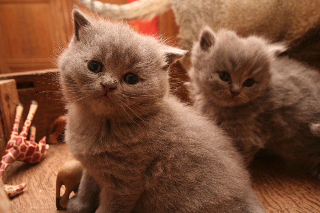 Photos de nos chatons de 2012.
Première portée : Falbala (Brtitish Shorthair)+ Dwayne (Highland Fold)