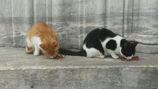 Die beiden Katzen trafen wir tagtäglich vor der blauen Moschee an