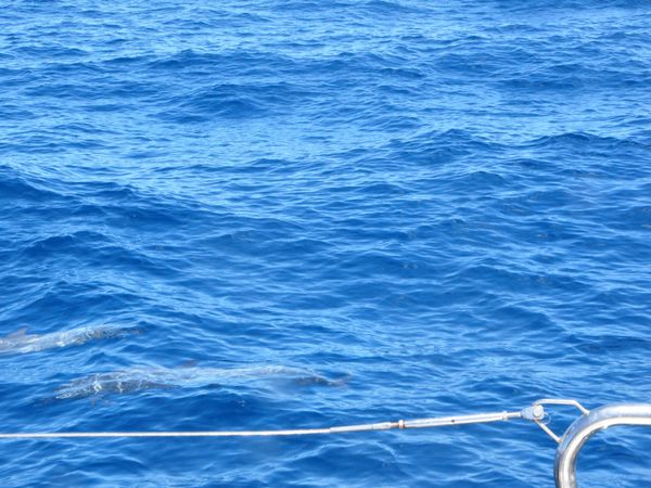 Les dauphins ne sont pas facile à voir sur les photos, ils brillent comme l'eau avec le soleil. Et les prises de vue sont aussi difficiles à réaliser.