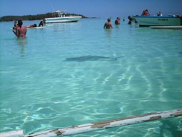  Trois jours sur Moorea, détente aux Tipaniers, plongées et randonnée. 