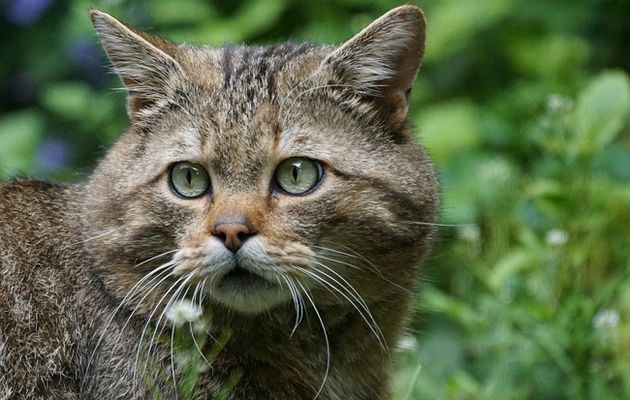 Le chat sauvage