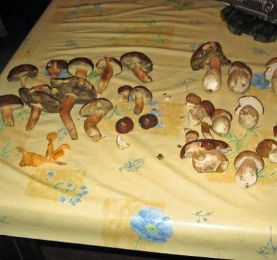 Le 26/10/2008, petite récolte