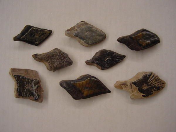 <p> </p>
<p>Les poissons fossiles sont fossilisés soit sous forme fragmentaire, c-à-d dents, palais dentaires, rostres, épines soit sous forme plus ou moins complète.</p>
<p>Les fossiles "complets" sont sous forme squelettique en général, mais le Brésil l'Alsace et l'Allemagne fournissent des spécimens ayant les écailles préservées.</p>
<p>Toutes les pièces que vous pouvez admirer ici appartiennent à ma collection privée.</p>
<p>Bon amusement !</p>
<p>Phil "Fossil"</p>
<p> </p>