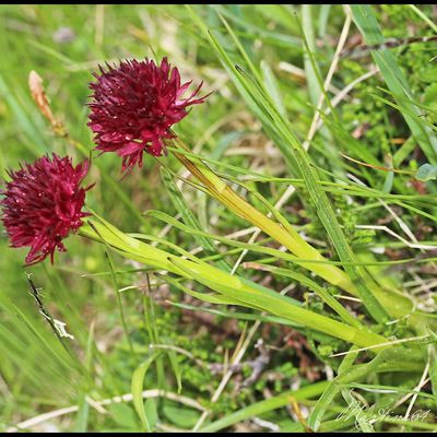 Orchidée : Nigritelle noire