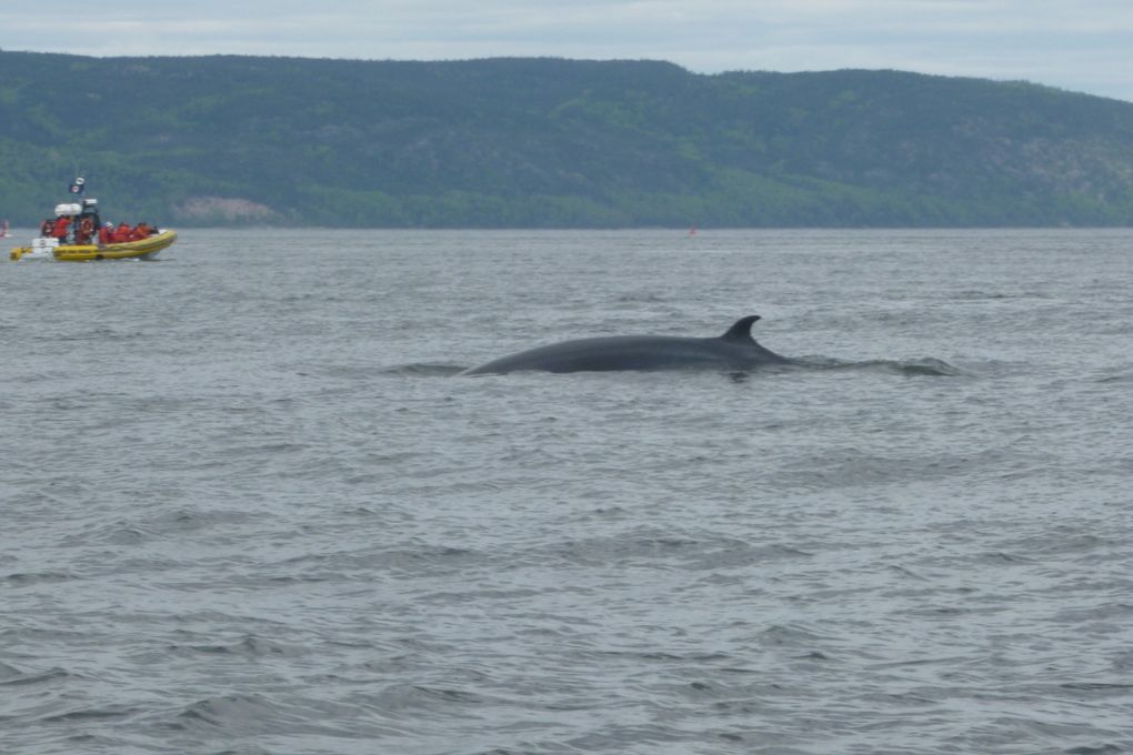 Album - Tadoussac-.sur-la-route-des-baleines--