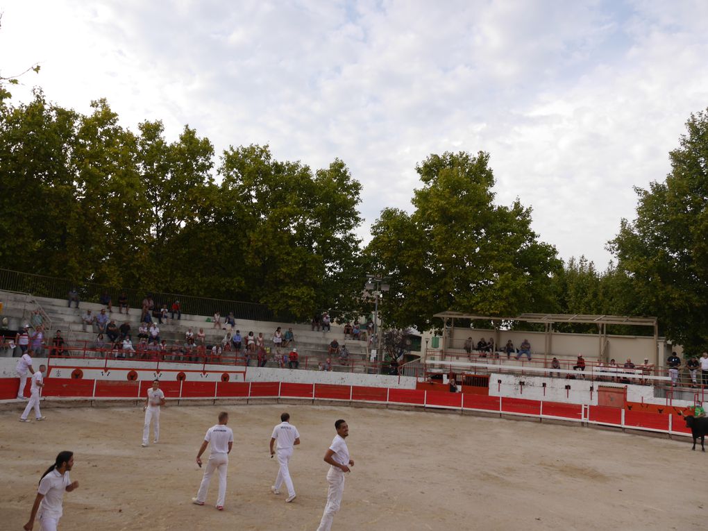 course de taureaux jeunes le 18 septembre 2020