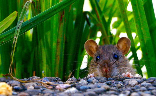 Combattre les souris pour son bien-etre 