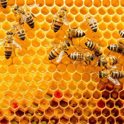 Bees working hard for Honey