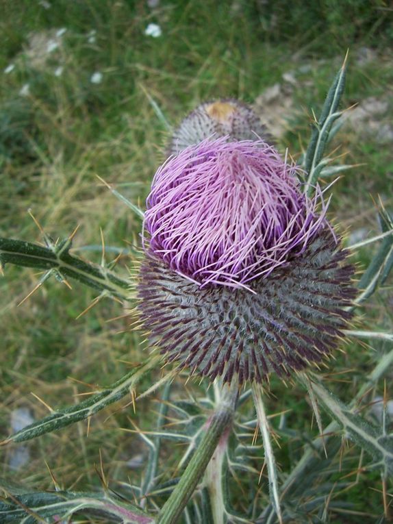 Album - Photos-environnement-et-patrimoine.-