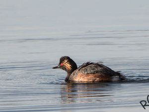 Podiceps nigricollis