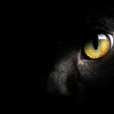 Chat noir - Regard - Photographie - Wallpaper - Free