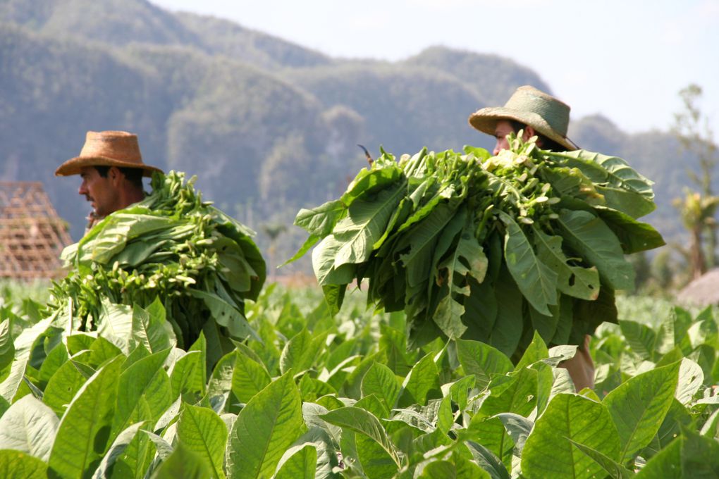 Album - Cuba : Vinales