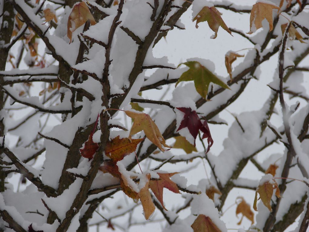 Album - Parc Reinach