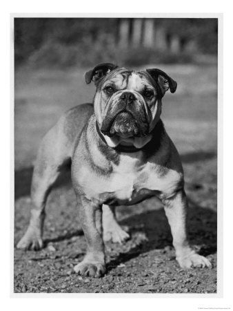 Album - Old-pics Bulldogs