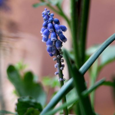 LE MUSCARI D’ARMÉNIE